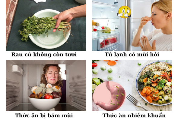 ngochome Máy Lọc Không Khí Diệt Khuẩn Tủ Lạnh 19